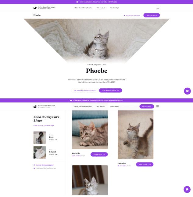 Image from MaineCoonKittens.com